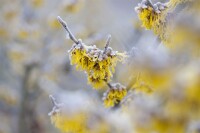 Hamamelis intermedia Barmstedts Gold 60- 80 cm