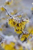 Hamamelis intermedia Barmstedts Gold 60- 80 cm