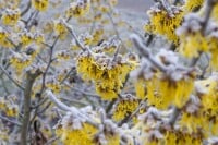 Hamamelis intermedia Barmstedts Gold 60- 80 cm