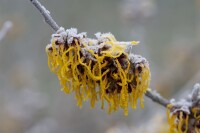 Hamamelis intermedia Barmstedts Gold 60- 80 cm