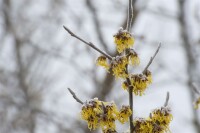 Hamamelis intermedia Barmstedts Gold 60- 80 cm