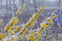 Hamamelis intermedia Barmstedts Gold 60- 80 cm