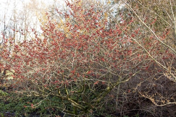 Hamamelis intermedia Feuerzauber 60- 80 cm