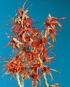 Hamamelis intermedia Feuerzauber 60- 80 cm