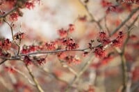 Hamamelis intermedia Feuerzauber 60- 80 cm