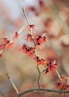 Hamamelis intermedia Feuerzauber 60- 80 cm