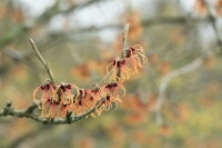 Hamamelis intermedia Jelena 3 L 40-  60