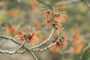 Hamamelis intermedia Jelena 60- 80 cm