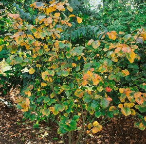 Hamamelis intermedia Jelena 60- 80 cm