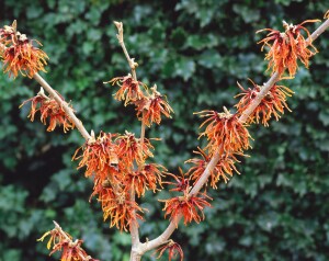 Hamamelis intermedia Jelena 60- 80 cm