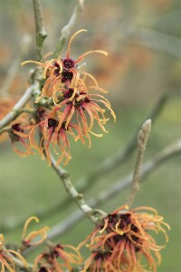 Hamamelis intermedia Jelena 60- 80 cm