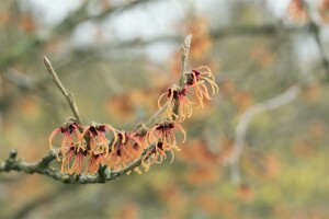 Hamamelis intermedia Jelena 60- 80 cm