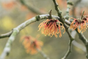 Hamamelis intermedia Jelena 60- 80 cm