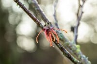 Hamamelis intermedia Jelena 60- 80 cm