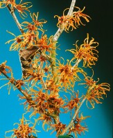 Hamamelis intermedia Jelena 60- 80 cm