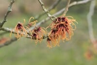 Hamamelis intermedia Jelena 60- 80 cm