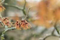 Hamamelis intermedia Jelena 60- 80 cm