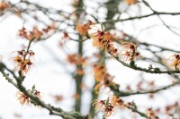 Hamamelis intermedia Jelena 60- 80 cm