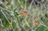 Hamamelis intermedia Jelena 60- 80 cm