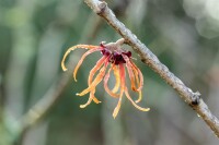 Hamamelis intermedia Jelena 60- 80 cm