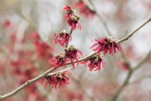 Hamamelis intermedia Rubin 40- 60 cm