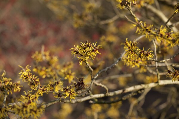 Hamamelis intermedia Westerstede 40- 60 cm