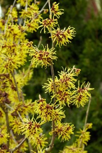 Hamamelis intermedia Westerstede 40- 60 cm