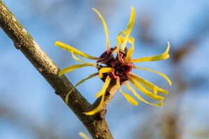 Hamamelis intermedia Westerstede 40- 60 cm