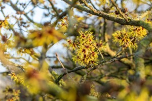 Hamamelis intermedia Westerstede 40- 60 cm