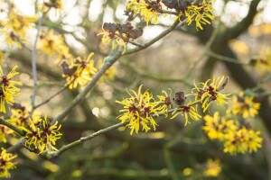 Hamamelis intermedia Westerstede 40- 60 cm