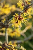 Hamamelis intermedia Westerstede 40- 60 cm