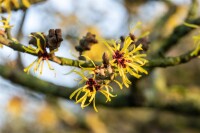 Hamamelis intermedia Westerstede 40- 60 cm