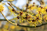 Hamamelis intermedia Westerstede 40- 60 cm