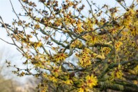 Hamamelis intermedia Westerstede 40- 60 cm