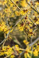 Hamamelis intermedia Westerstede 40- 60 cm