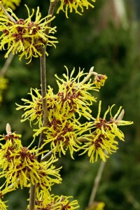 Hamamelis intermedia Westerstede 60- 80 cm