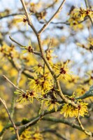 Hamamelis intermedia Westerstede 60- 80 cm