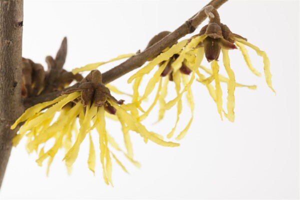 Hamamelis mollis Pallida 7,60- 80 cm