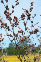 Hamamelis mollis Pallida 7,60- 80 cm