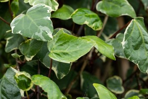 Hedera algeriensis Gloire de Marengo kräftig gestäbt 150- 200 cm