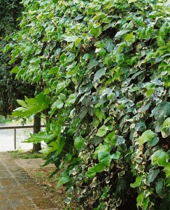 Hedera algeriensis Gloire de Marengo kräftig gestäbt 150- 200 cm