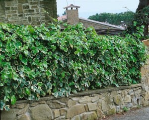 Hedera algeriensis Gloire de Marengo kräftig gestäbt 150- 200 cm