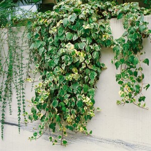 Hedera algeriensis Gloire de Marengo kräftig gestäbt 150- 200 cm