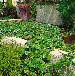 Hedera algeriensis Gloire de Marengo kräftig gestäbt 150- 200 cm