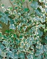 Hedera algeriensis Gloire de Marengo kräftig gestäbt 150- 200 cm