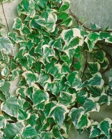 Hedera algeriensis Gloire de Marengo kräftig gestäbt 150- 200 cm