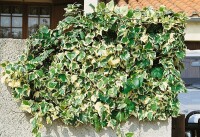 Hedera algeriensis Gloire de Marengo kräftig gestäbt 150- 200 cm