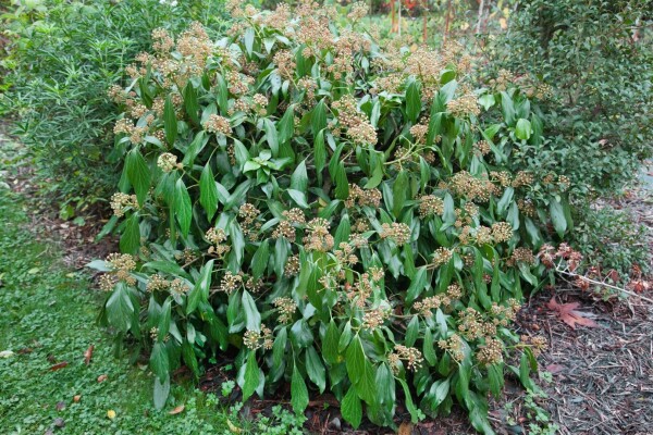 Hedera colchica 40- 60 cm