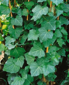 Hedera colchica 40- 60 cm