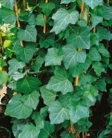 Hedera colchica 40- 60 cm